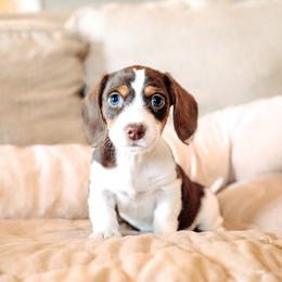 Dachshund and German Shepherd Puppies from Mountain Valley Kennel