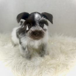 Pearl - Liver female Miniature Schnauzer puppy in Overton, Texas from Beards & Bows Schnauzer Farm