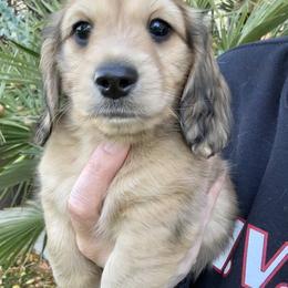 Dachshund Puppies from Long_and_Low_Dachshunds