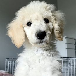 Goldendoodles and Poodles from The Kennel at Fox Fields