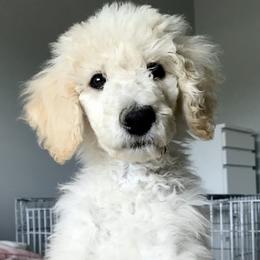 Goldendoodles and Poodles from The Kennel at Fox Fields
