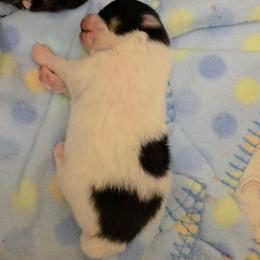 AKC Adkpom Apollo black and tan parti - Black and tan parti male Pomeranian puppy in Gloversville, New York from ADKPOM Adirondack Pomeranians