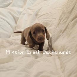 Boy 1 - Fawn (isabella) and tan male Dachshund puppy in Winchester, Idaho from Mission Creek Dachshunds