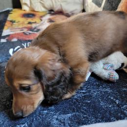 Rico. (Non Dapple) - Red male Dachshund puppy in Terlton, Oklahoma from CLARK'S BREEDING PROGRAM
