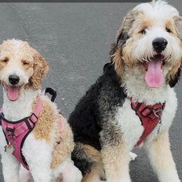 Bernedoodles from Archee and Roxee's Puppies