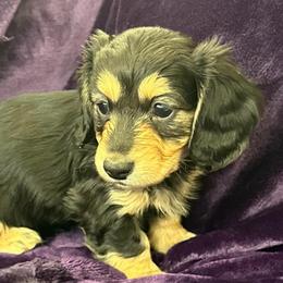 Hazel - Black and cream female Dachshund puppy in Memphis, Tennessee from River City Doxies