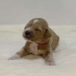 Cherry - Apricot female Goldendoodle puppy in Kenansville, North Carolina from J+A Family Doodles