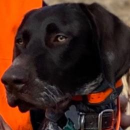 Josey - German Shorthaired Pointer