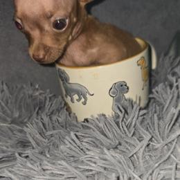 Mrs Chanel green eyes 5200 green eyes - Chocolate female Chihuahua puppy in Las Vegas, Nevada from Quality Poms Chihuahua Yorkies of Las vegas