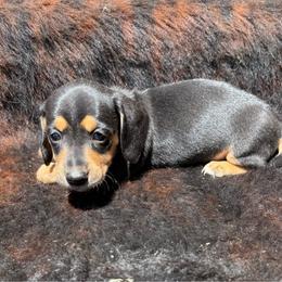 Male 2 - Black and tan male Dachshund puppy in El Campo, Texas from Creamer Creek Kennel