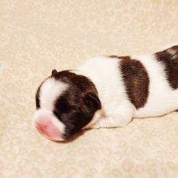 French Bulldog Puppies from Friendly Acres French Bulldogs