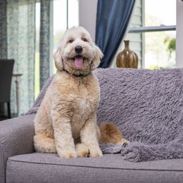 Jonsey - Goldendoodle