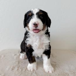 Matty - Tri-color male Bernedoodle puppy in Apache Junction, Arizona from Coffey House Doodles