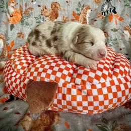 Chai - Red merle female Australian Shepherd puppy in Brookfield Township, Ohio from AussieLand Shepherds