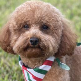 Penny - Poodle