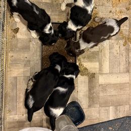 English Springer Spaniel Puppies from Stormin Pine and Prairie Springers