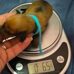 Coconut - Fawn (Isabella) male Dachshund puppy in Hollis, Oklahoma from Write Breed Doxies