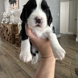 Mr Orange - Black and white male English Springer Spaniel puppy in Pembroke Pines, Florida from Divine Springers and Borbon Frenchies