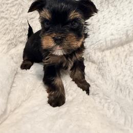 German Shepherd and Yorkshire Terrier Puppies from Von Kingsburg Shepherds