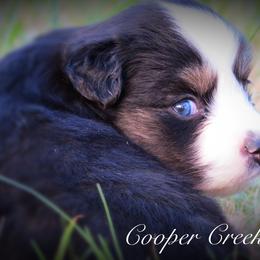 Miniature Australian Shepherd and Toy Australian Shepherd Puppies from Cooper Creek Aussies