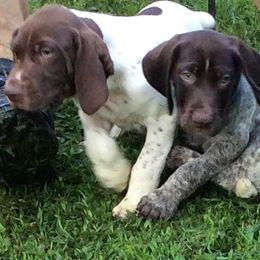German Shorthaired Pointers from Mull Valley GSP