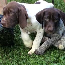 German Shorthaired Pointers from Mull Valley GSP