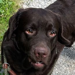 Everett - Labrador Retriever