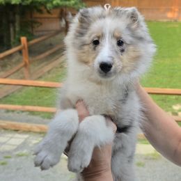 Grace - White blue merle and tan female Shetland Sheepdog puppy in Midland, Virginia from Holly's Sheepdogs
