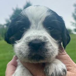 Green collar - Black and white male English Springer Spaniel puppy in Sterling, Michigan from Springerdoodles In MI