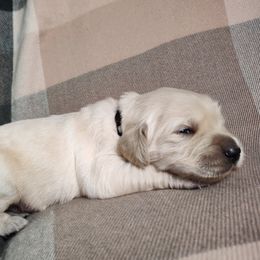 Boy 4 - male Golden Retriever puppy in Seymour, Missouri from High Road Golden Retrievers