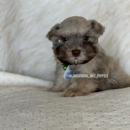 Miniature Schnauzer Puppies from Love Giver Schnauzers
