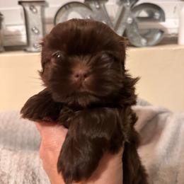 Chocolate female - Liver female Shih Tzu puppy in Kodak, Tennessee from Cutshall Babies