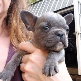 English Bulldog and French Bulldog Puppies from Blue Rover Bullies