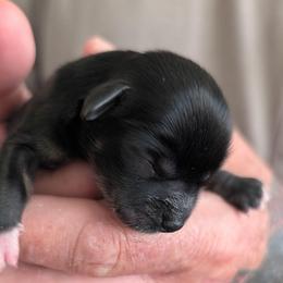 Leon - Black male Lhasa Apso puppy in Fort Worth, Texas from Cynthia's Lhasa Apsos