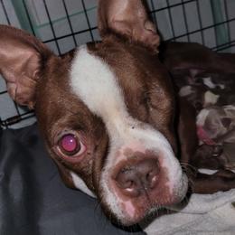 Juliet - Boston Terrier
