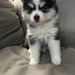 Bubbles - Black and white female Pomsky puppy in West Sacramento, California from Pinkie's Pomskies