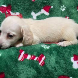 Echo's middle boy - Cream male Dachshund puppy in Lyle, Washington from Wines Wienery