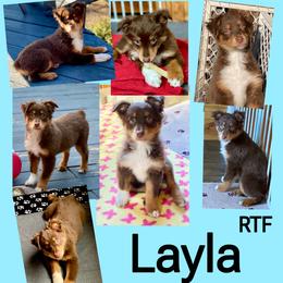 Layla - Red tri-color female Australian Shepherd puppy in Mid West, Illinois from Water's Edge Aussies