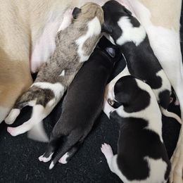 Girl 1 - Fawn brindle female Whippet puppy in Michigan from Clarriott Whippets
