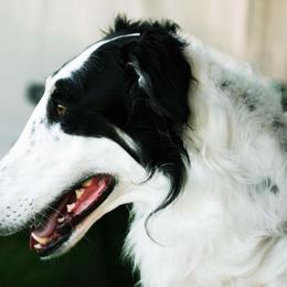 Borzoi All Grown Up from Emerald City Borzoi