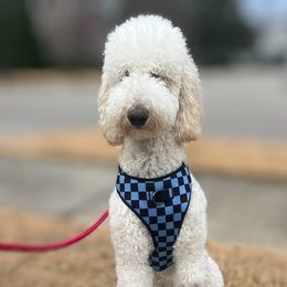 George - Goldendoodle