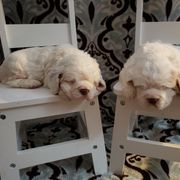 Clumber Spaniel and Irish Red and White Setter Puppies from NyaStar & Chequamegon