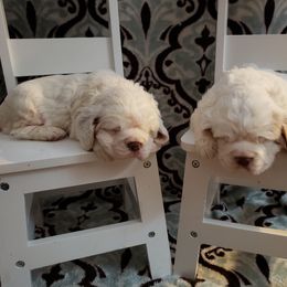 Clumber Spaniel and Irish Red and White Setter Puppies from NyaStar & Chequamegon