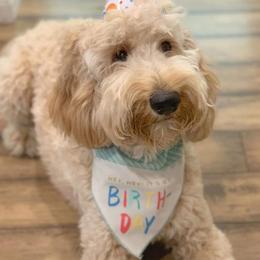 Goldendoodles from Lavish Doodles