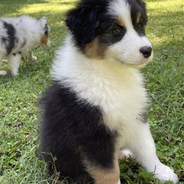 Australian Shepherd Puppies from 4t Aussies