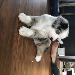 Miniature Australian Shepherd Puppies from Sunset Hill Mini & Toy Aussies