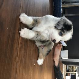 Miniature Australian Shepherd Puppies from Sunset Hill Mini & Toy Aussies