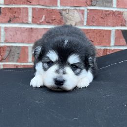 Kevin - Black and white male Pomsky puppy in Henderson, Kentucky from Paris Pomskies