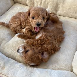 Poodle Puppies from LittleBear Poodles