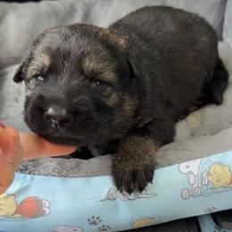Sam - Sable male German Shepherd puppy in Livingston, Kentucky from Illyria Dox & GSD
